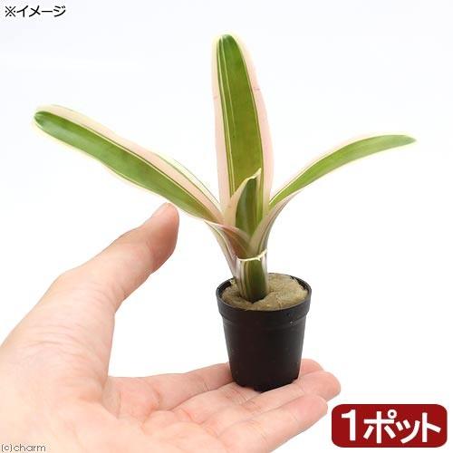 （観葉植物）ビバリウムプランツ　ネオレゲリア　ファイヤーボール　斑入り　３ｃｍポット（１ポット）