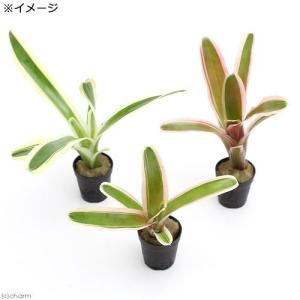 (観葉植物)ビバリウムプランツ ネオレゲリア ...の詳細画像1