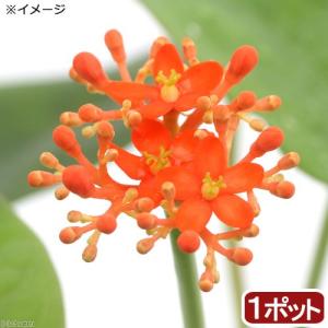 コーデックス：パキポディウム マカイエンセ 実生*L 塊根幅2.3cm