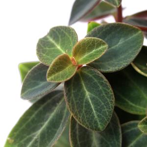 (観葉植物)ミニ観葉 オアシス苗 ペペロミア ...の詳細画像1