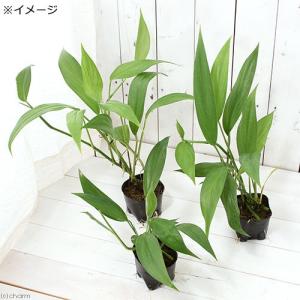 (テラリウム)ヤマサキカズラ 3号(1ポット)の詳細画像1