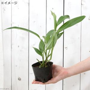 (テラリウム)ヤマサキカズラ 3号(1ポット)の詳細画像2