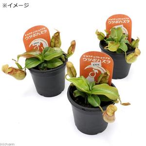 (食虫植物)ウツボカズラ ネペンテス ガヤ 2...の詳細画像1