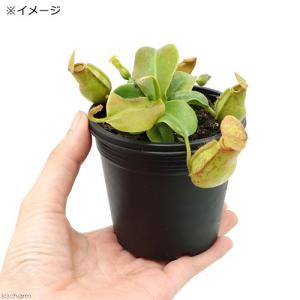 (食虫植物)ウツボカズラ ネペンテス ガヤ 2...の詳細画像2