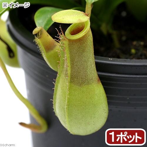 （食虫植物）ウツボカズラ　ネペンテス　Ｓｔ．Ｐａｃｉｆｉｃｕｓ　２．５〜３号（１ポット）