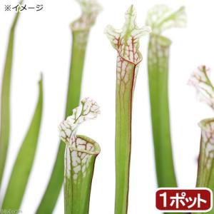 食虫植物）ウツボカズラ ネペンテス ベントリコーサ（レッド