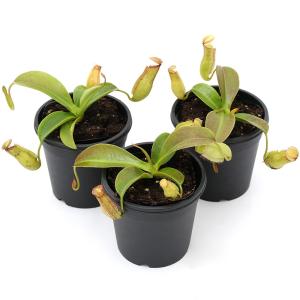 (食虫植物)ウツボカズラ ネペンテス ミランダ...の詳細画像1