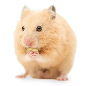 マルカン HAMS フリーズドライ鶏ささみ ブ...の詳細画像3