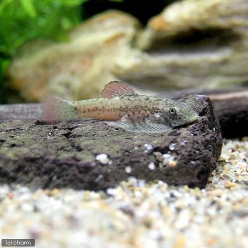 （熱帯魚）シュードガストロミゾン・ラティケプス（１匹）　北海道航空便要保温
