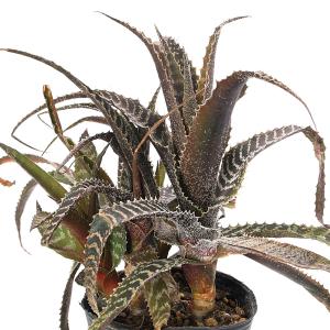 （観葉植物）オルソフィツム　グルケニー　３．５号