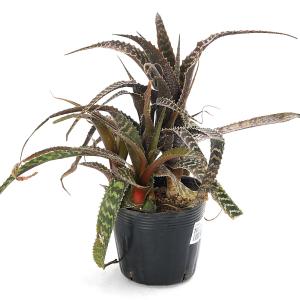 (観葉植物)オルソフィツム グルケニー 3.5号の詳細画像1