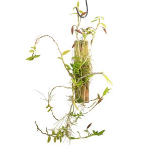 （観葉植物）洋ラン　デンドロビウム　ロディゲシー　吊り板付き（１株）