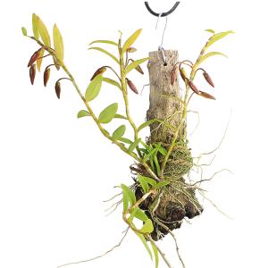 (観葉植物)洋ラン デンドロビウム ロディゲシ...の詳細画像1