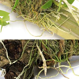 (観葉植物)洋ラン デンドロビウム ロディゲシ...の詳細画像2