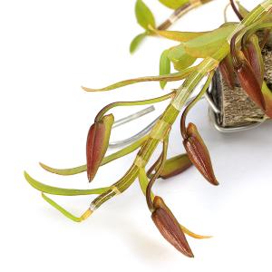 (観葉植物)洋ラン デンドロビウム ロディゲシ...の詳細画像3