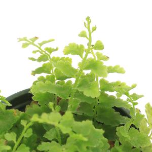 (観葉植物)ビバリウムプランツ ネフロレピス ...の詳細画像1