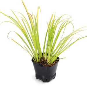（ビオトープ）水生植物　セキショウ　朧月（１ポット）　常緑性湿性植物