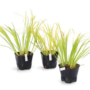 (ビオトープ)水生植物 セキショウ 朧月(1ポ...の詳細画像2
