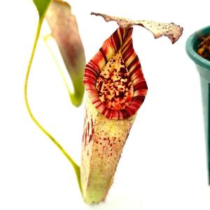 (食虫植物)一点物 ウツボカズラ ネペンテス (...の商品画像