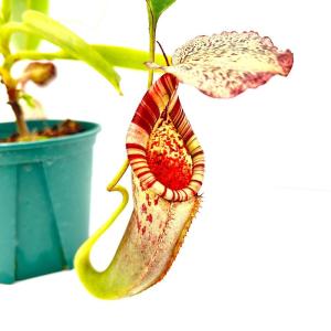(食虫植物)一点物 ウツボカズラ ネペンテス ...の詳細画像1