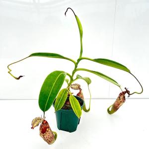 (食虫植物)一点物 ウツボカズラ ネペンテス ...の詳細画像2