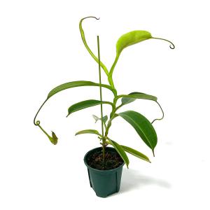 (食虫植物)一点物 ウツボカズラ ネペンテス ...の詳細画像3