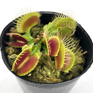 （食虫植物）ハエトリソウ　トライクターファーレ　２号（１ポット）