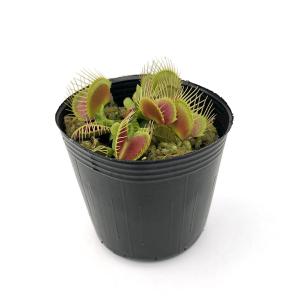(食虫植物)ハエトリソウ トライクターファーレ...の詳細画像1