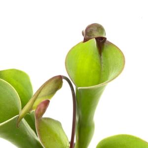 （食虫植物）一点物　サラセニア　ヘリアンフォラ　ウンシナータ × パルヴァ　３号（１鉢）