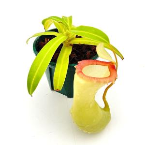 (食虫植物)訳あり 一点物 ウツボカズラ ネペ...の詳細画像1