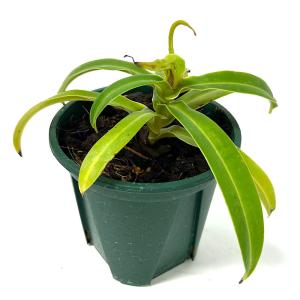 (食虫植物)訳あり 一点物 ウツボカズラ ネペ...の詳細画像2