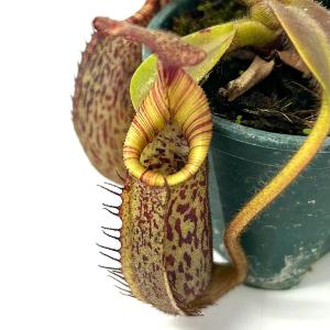 (食虫植物)ウツボカズラ ネペンテス (ビーチ×...の商品画像