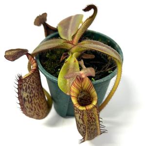 (食虫植物)ウツボカズラ ネペンテス (ビーチ...の詳細画像1