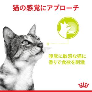 先行予約販売 ロイヤルカナン 猫 センサリース...の詳細画像4