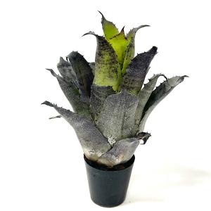 (観葉植物)一点物 ホヘンベルギア レオポルド...の詳細画像1