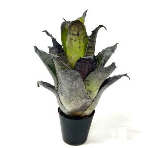 (観葉植物)一点物 ホヘンベルギア レオポルド...の詳細画像2