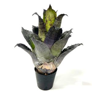 (観葉植物)一点物 ホヘンベルギア レオポルド...の詳細画像3