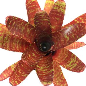 （観葉植物）ネオレゲリア　ラファ×ベティヘッド　３号（１株）