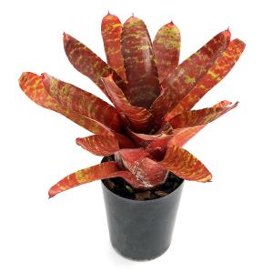 (観葉植物)ネオレゲリア ラファ×ベティヘッド...の詳細画像1
