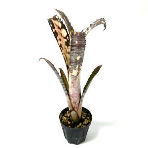 (観葉植物)一点物 ビルベルギア パイプライン...の詳細画像1