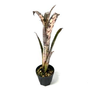 (観葉植物)一点物 ビルベルギア パイプライン...の詳細画像2