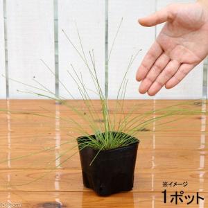 （ビオトープ）水生植物　ハリイ（１ポット）　湿生植物（休眠状態）