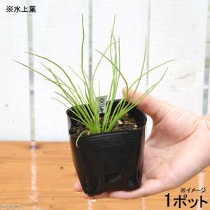 （ビオトープ）水生植物　ミズニラ（１ポット）　抽水植物　日本産水草