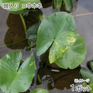 （ビオトープ）水生植物　河骨　斑入りコウホネ（１ポット）　浮葉植物（休眠状態）