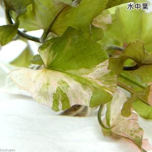 (ビオトープ)水生植物 河骨 斑入りコウホネ(...の詳細画像2