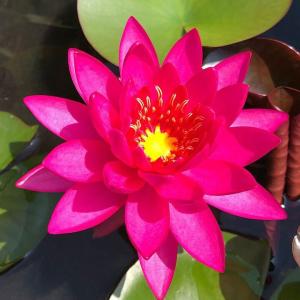 チャーム（charm） （ビオトープ）睡蓮 温帯性睡蓮（スイレン）（桃