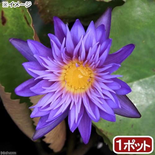 （ビオトープ）睡蓮　熱帯性睡蓮（スイレン）（青）　アレクシス（１ポット）