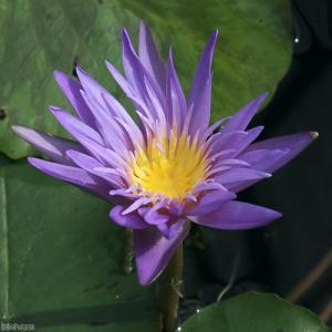 (ビオトープ)睡蓮 熱帯性睡蓮(スイレン)(青...の詳細画像1