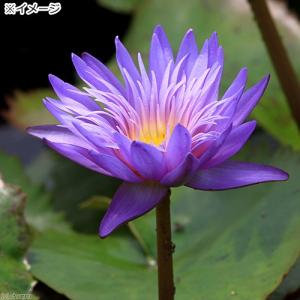 (ビオトープ)睡蓮 熱帯性睡蓮(スイレン)(青...の詳細画像2