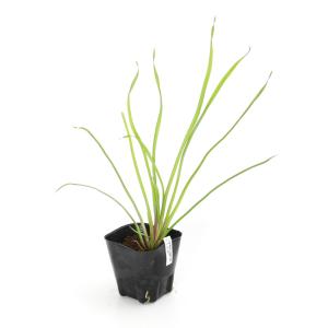 (ビオトープ)水生植物 ハナイ(無農薬)(1ポ...の詳細画像1